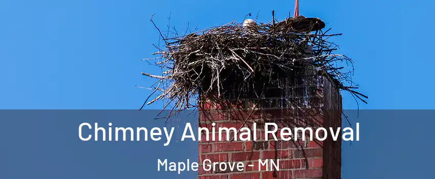 Chimney Animal Removal Maple Grove - MN