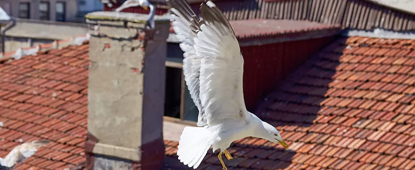 Residential Chimney Animal Removal Solution in Maple Grove, MN