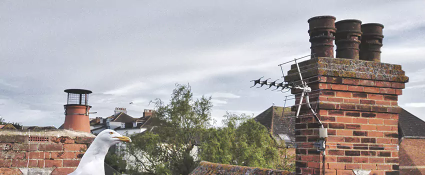 Chimney Cleaning And Restoration in Maple Grove, Minnesota